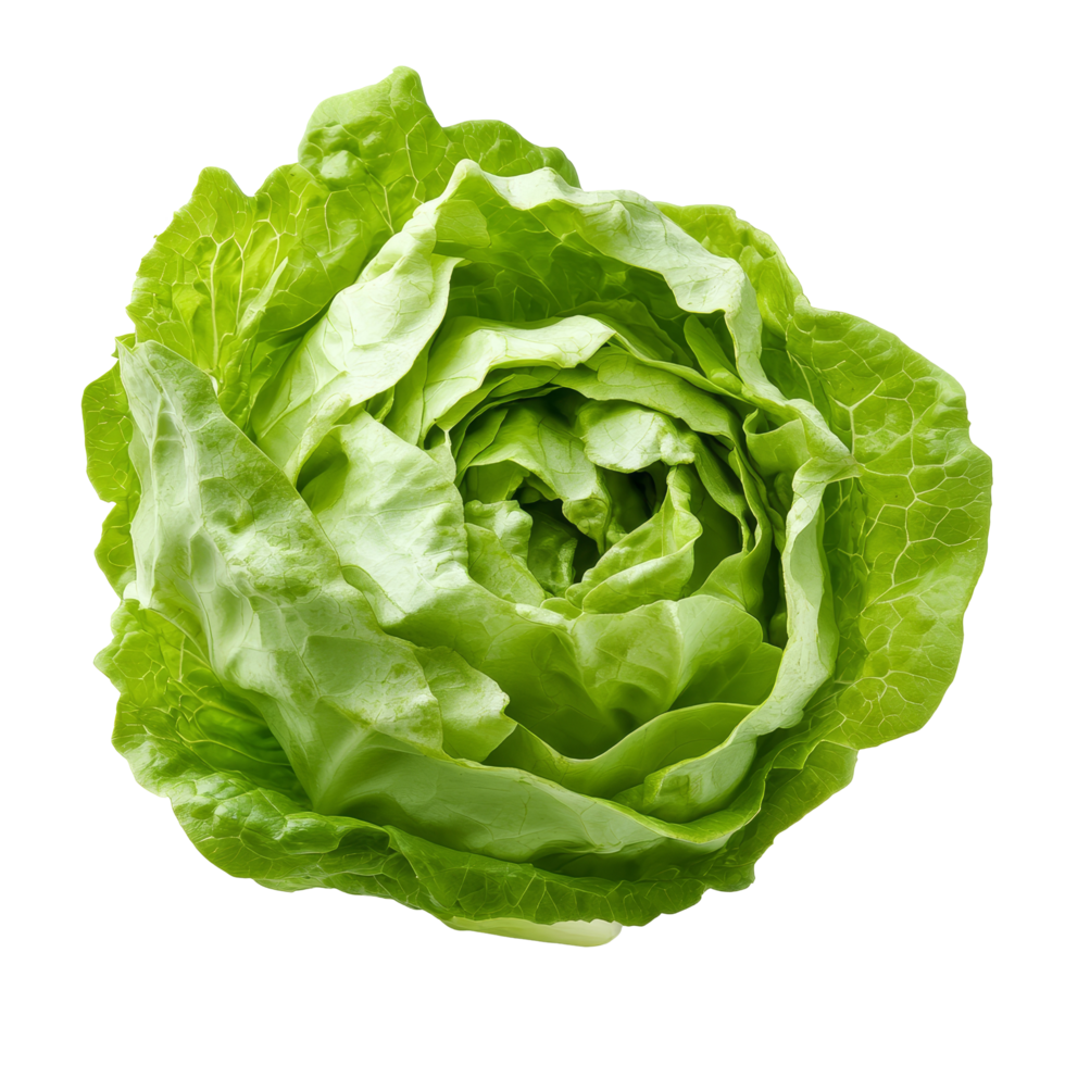 Fresh green iceberg lettuce isolated on a transparent background showcasing its crisp layers and vibrant color, Green Iceberg lettuce on transparent background png