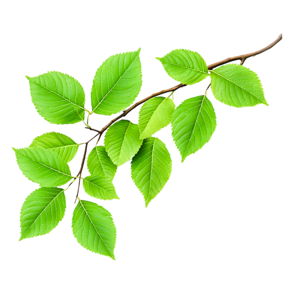 Fresh Green Leaves on a Branch Isolated on png
