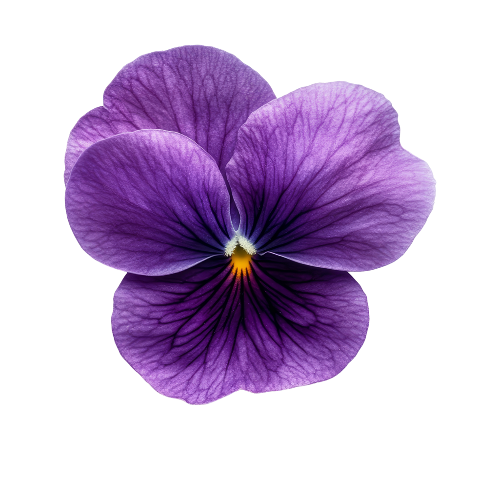 Violet flower with delicate petals showcasing vibrant color against a transparent background in natural light, Violet flower isolated on transparent background png