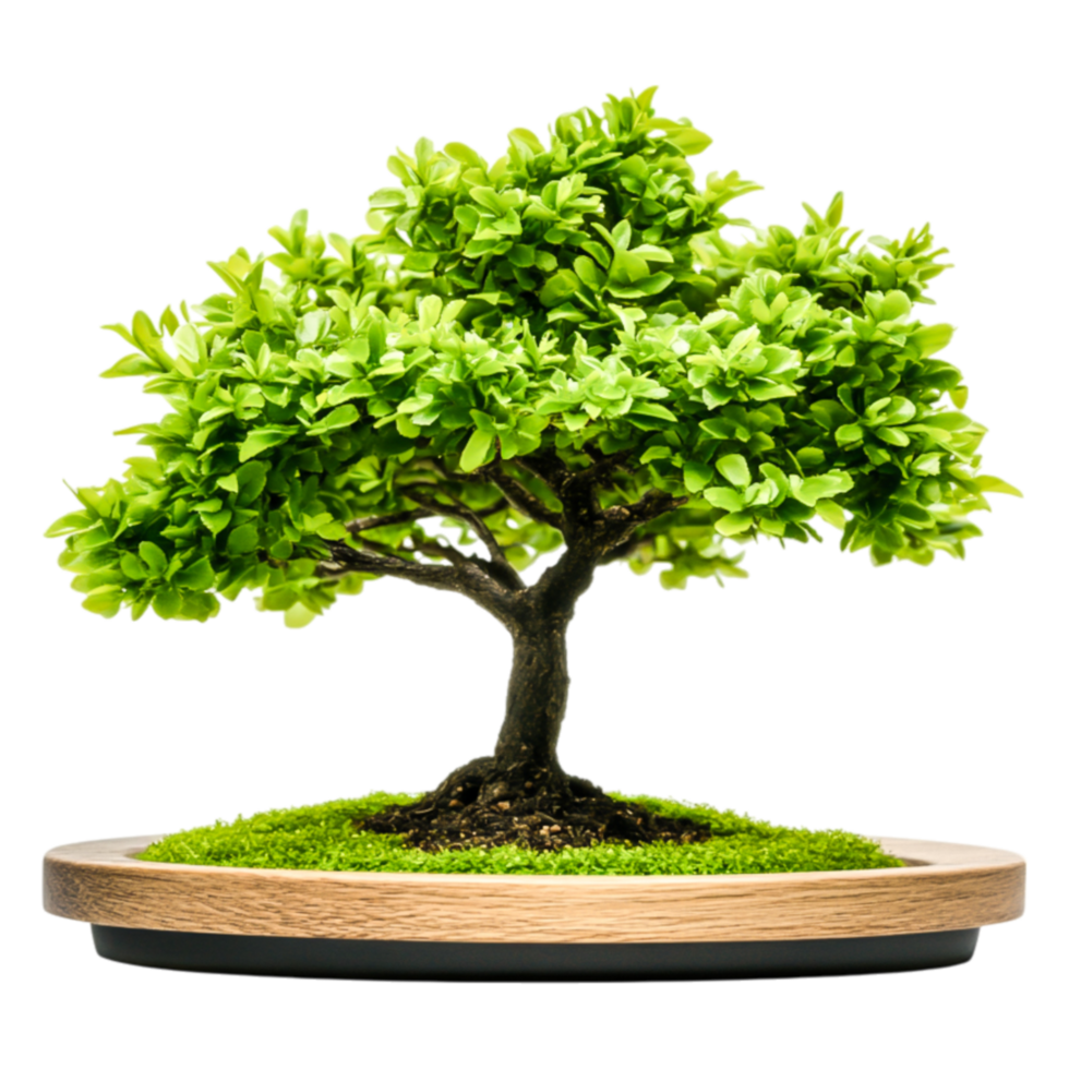 Lush Green Bonsai Tree on Wooden Base Surrounded by Moss png