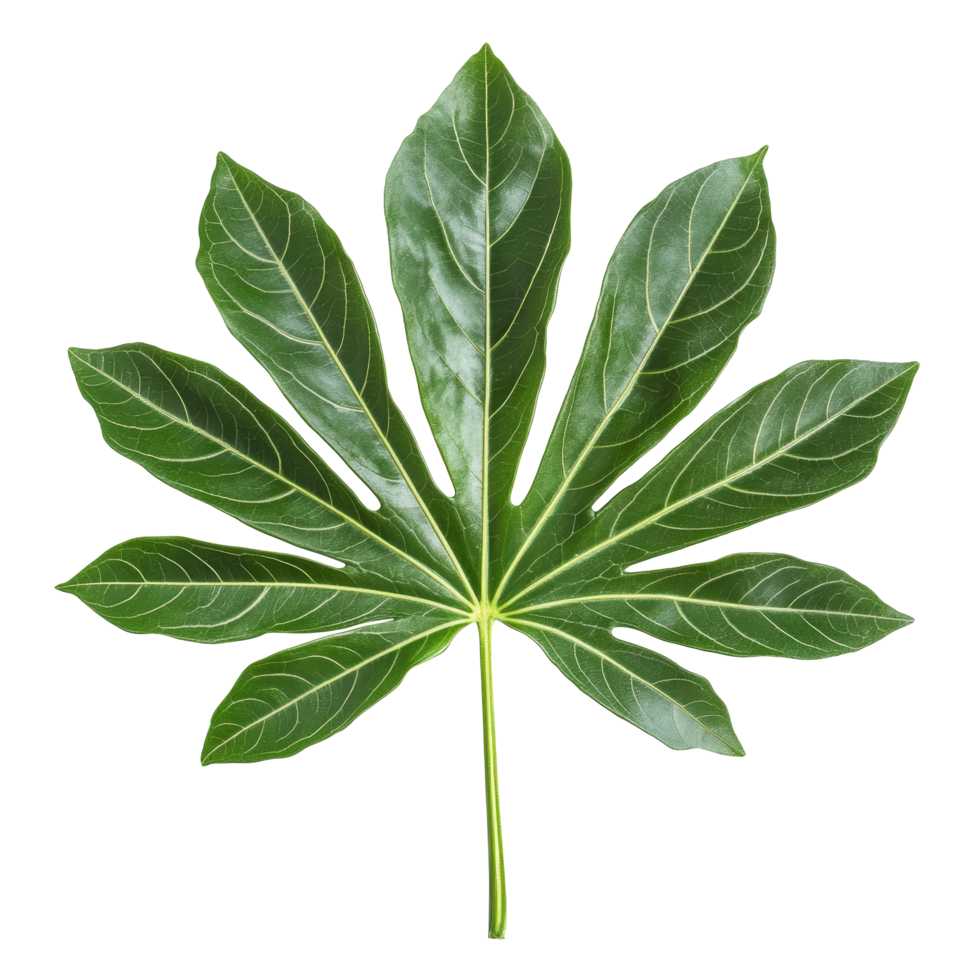 Vibrant papaya leaf showcasing tropical beauty against a clean transparent background, papaya leaf tropical isolated on transparent background png