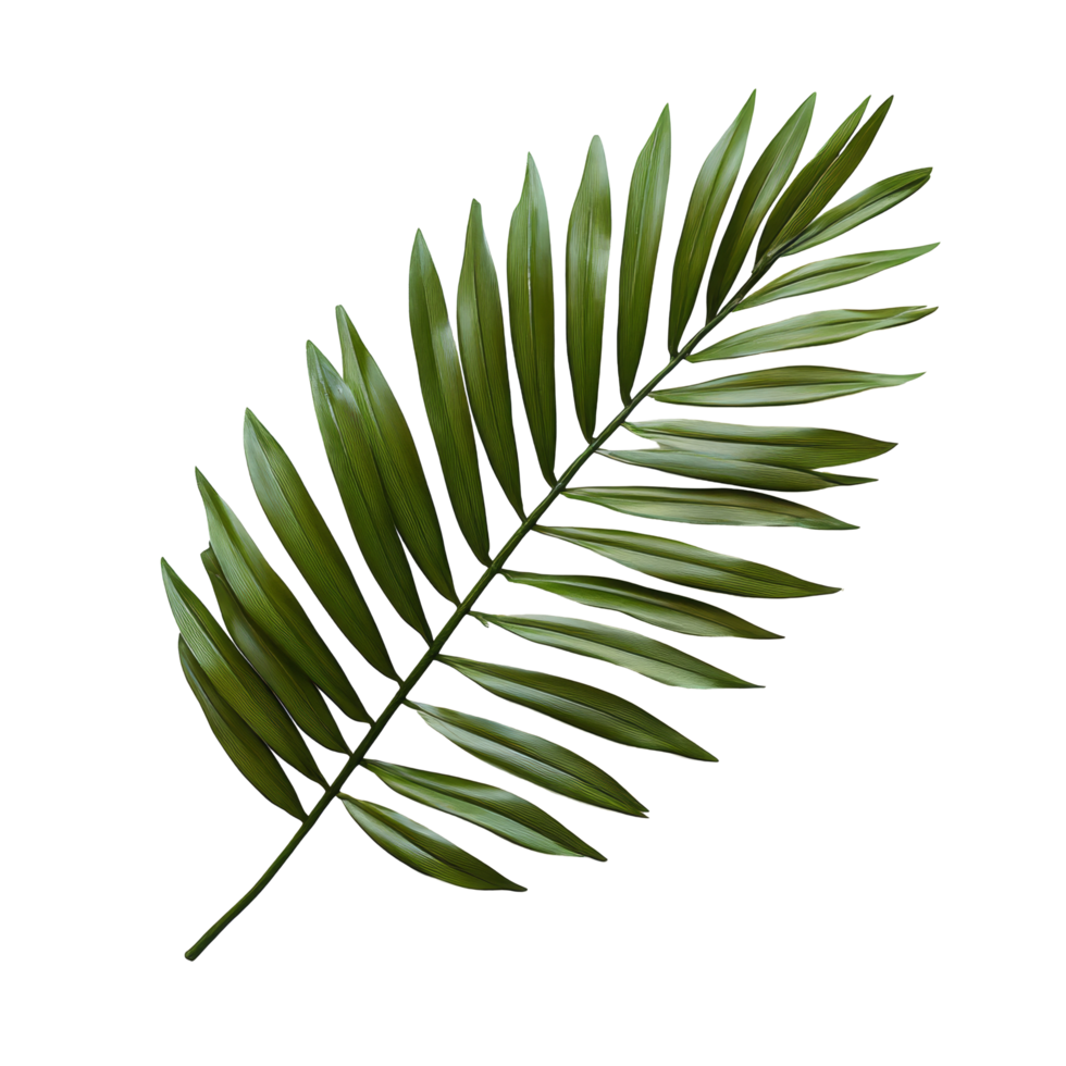 Vibrant palm tree leaf resting on a clean transparent background showcasing tropical beauty and natures elegance, palm tree leaf on transparent backgroundfile png