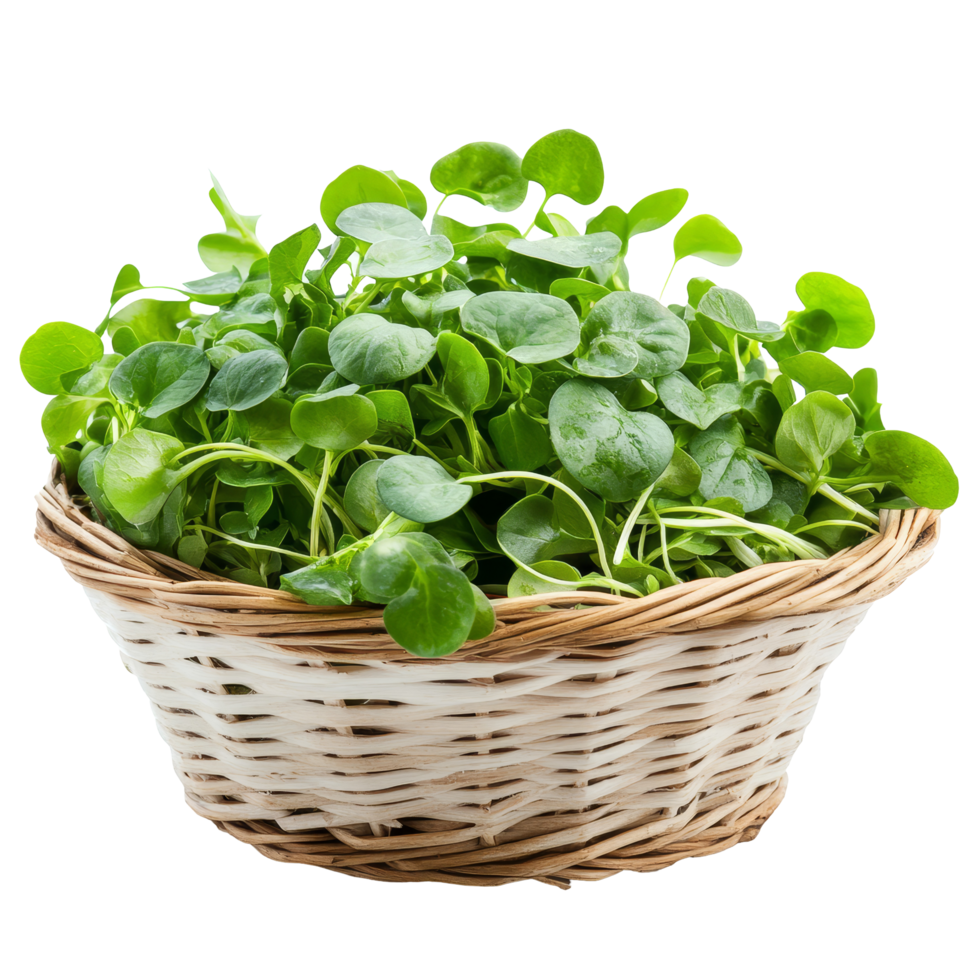 Freshly harvested watercress arranged in a woven basket against a clean transparent background, watercress in a basket isolated on transparent background png