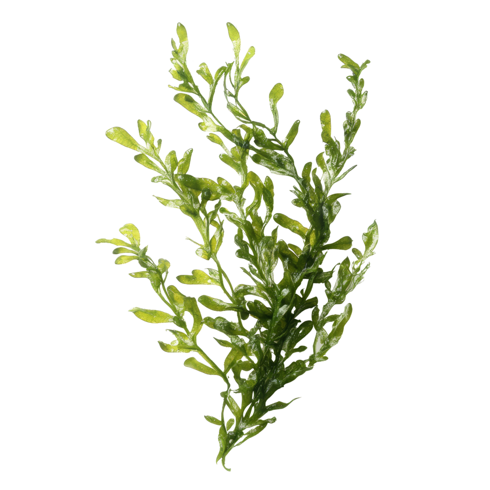 Detailed view of green algae isolated on a transparent background showcasing its unique structure, Algae isolated on transparent background. Algae transparent background png