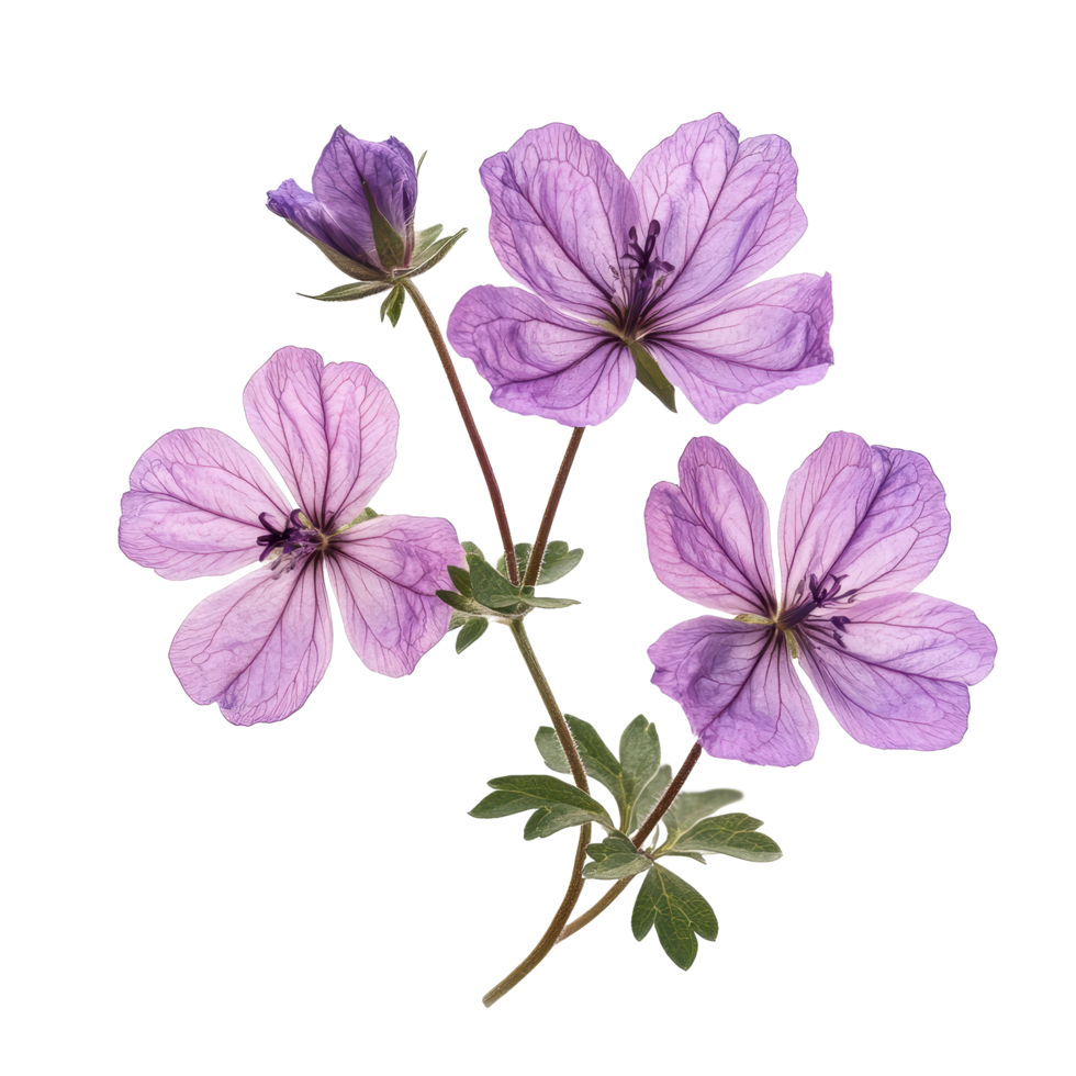 Delicate Geranium phaeum flowers blooming gracefully on a clean transparent background, Geranium phaeum flowers isolated on transparent background png