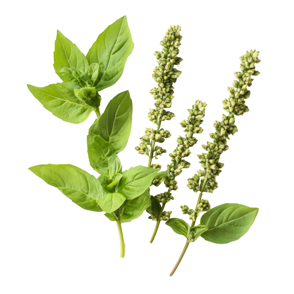 Holy basil leaves and flowers isolated on a transparent background for herbal and culinary use, Holy Basil,Ocimum sanctum isolate on transparent background png