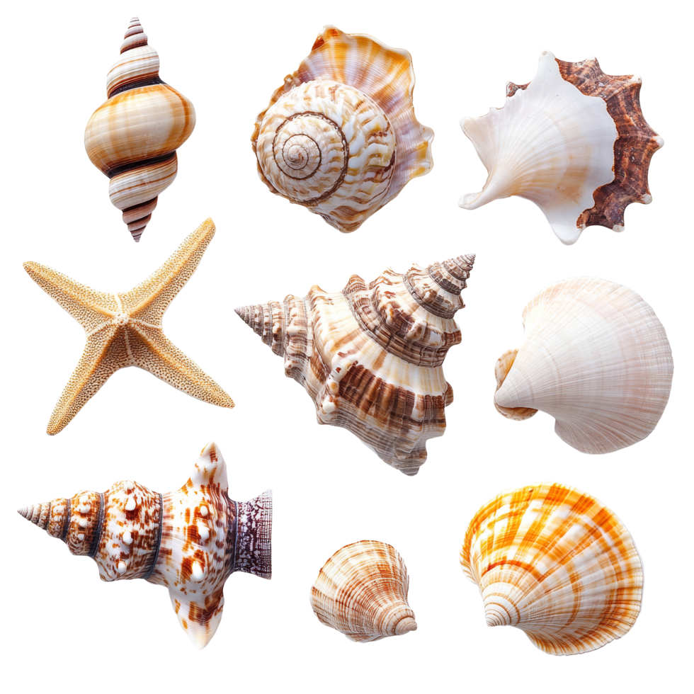 Discover vibrant exotic beach seashells displayed against a clean transparent background, showcasing unique ocean treasures, Exotic Beach Seashells on transparent background png