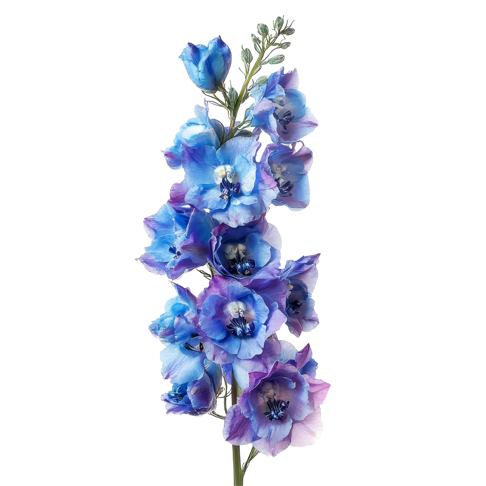 Delphinium flowers in shades of blue and purple on a clean transparent background for floral design inspiration, of Delphinium flowers isolated on transparent background png