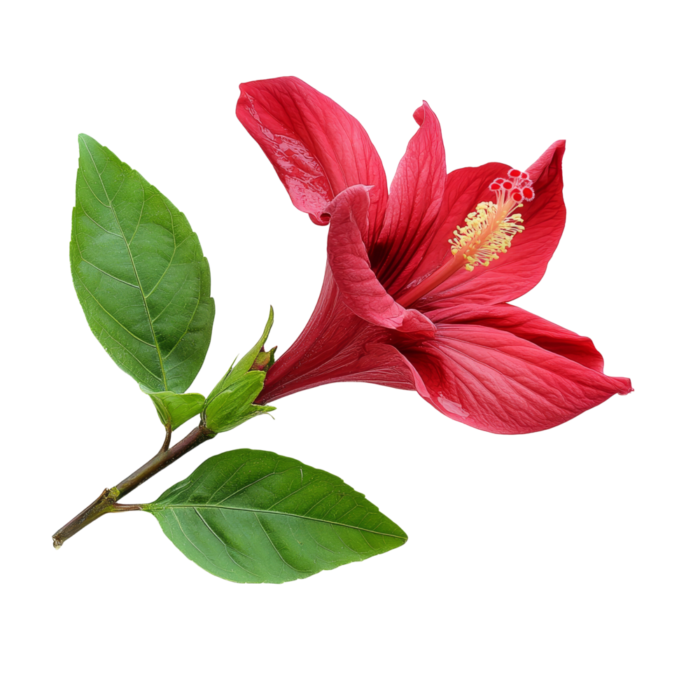 A vibrant roselle hibiscus flower with lush green leaves displayed on a clean transparent background, roselle hibiscus with leaf on transparent background png