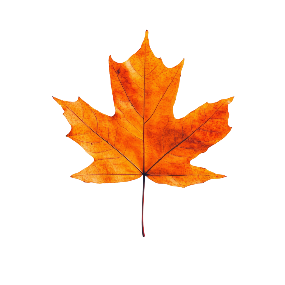 Top view of a vibrant autumn maple leaf showcasing beautiful fall colors against a transparent background, maple leaf in autumn fall colour top view transparent background png