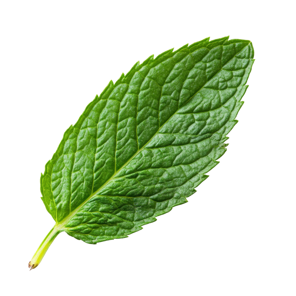 Fresh mint leaf isolated on a clean transparent background showcasing its vibrant green color and texture, mint leaf isolated on transparent background png