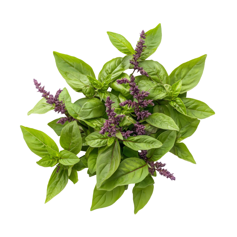 Holy Basil isolate on a transparent background showcasing fresh leaves and purple flowers, Holy basil leaf isolated on transparent background png