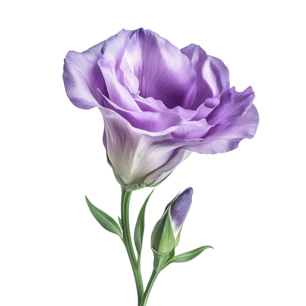 Elegant lisianthus flower with budding companion captured against a transparent background during daylight, lisianthus flower isolated on transparent background png
