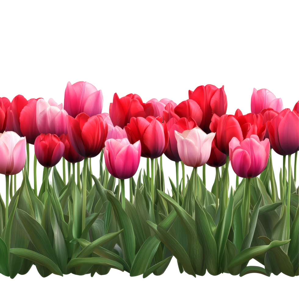 Colorful tulip field on a clear day showcasing vibrant flowers in various shades of pink and red, Tulip field, transparent background png