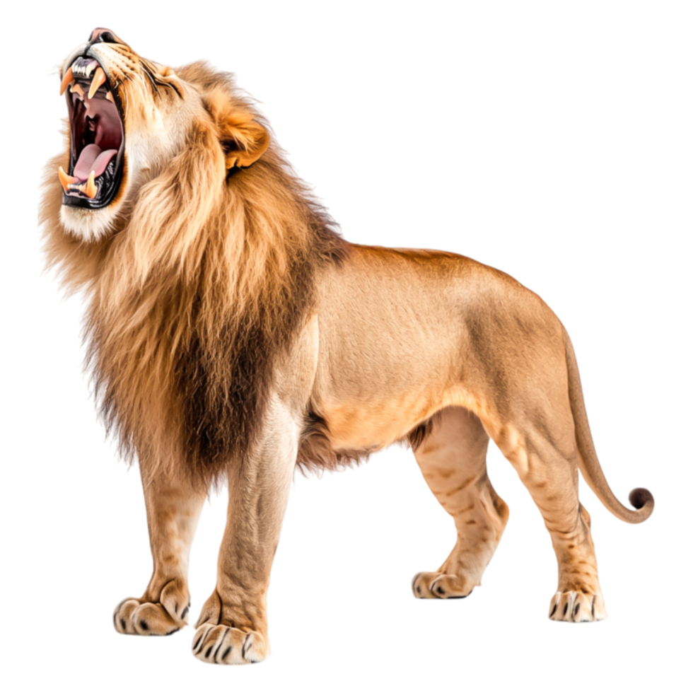 Majestic Lion Roaring in Full Glory with Intense Expression png