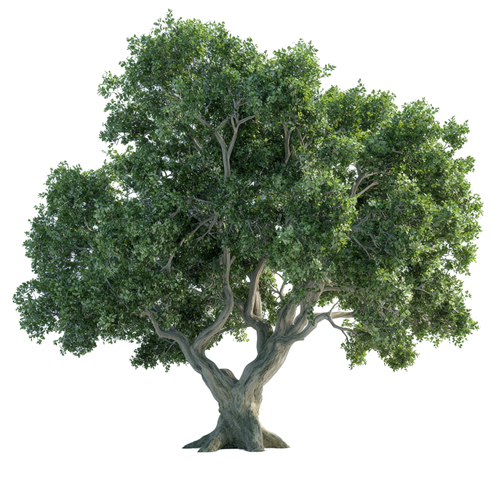 A large, lush green tree stands majestically against a pristine transparent background, big tree with green leaves on transparent backgroundfile png