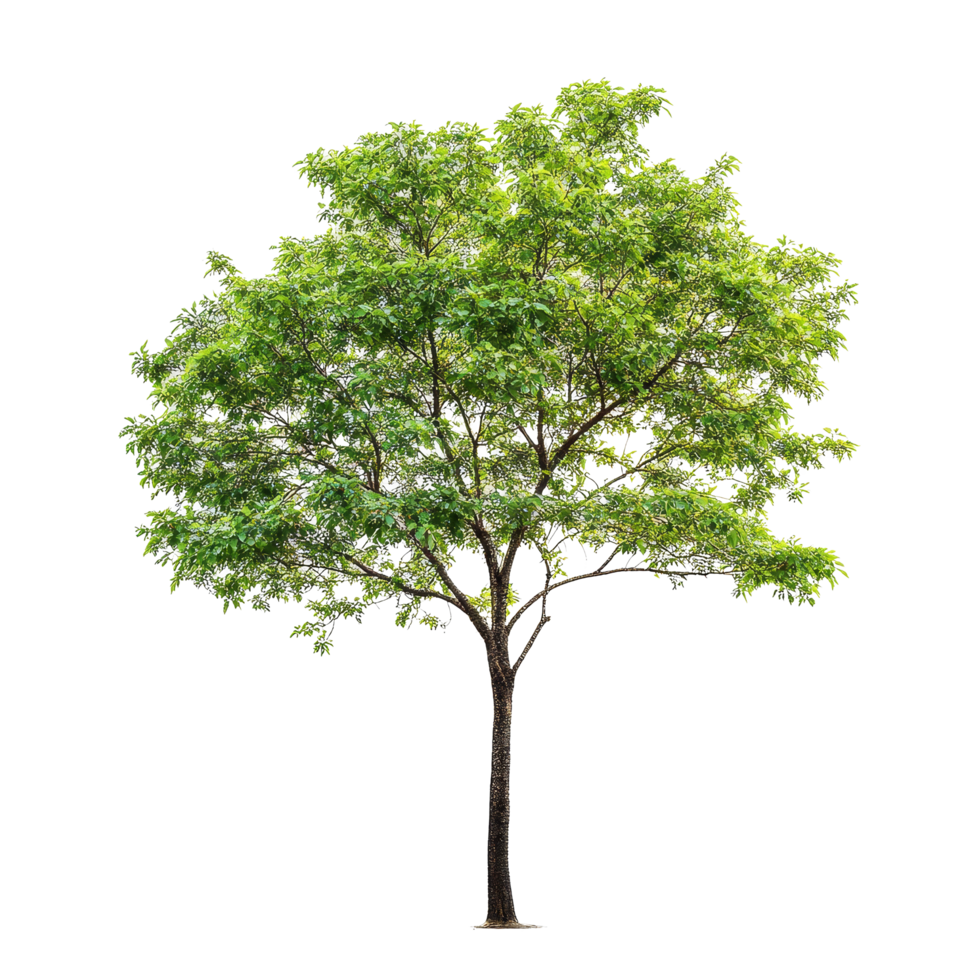 A single lush green tree stands out against a transparent background, showcasing vibrant leaves and natural beauty, Tree on transparent background, real tree green leaf isolate die cut file png