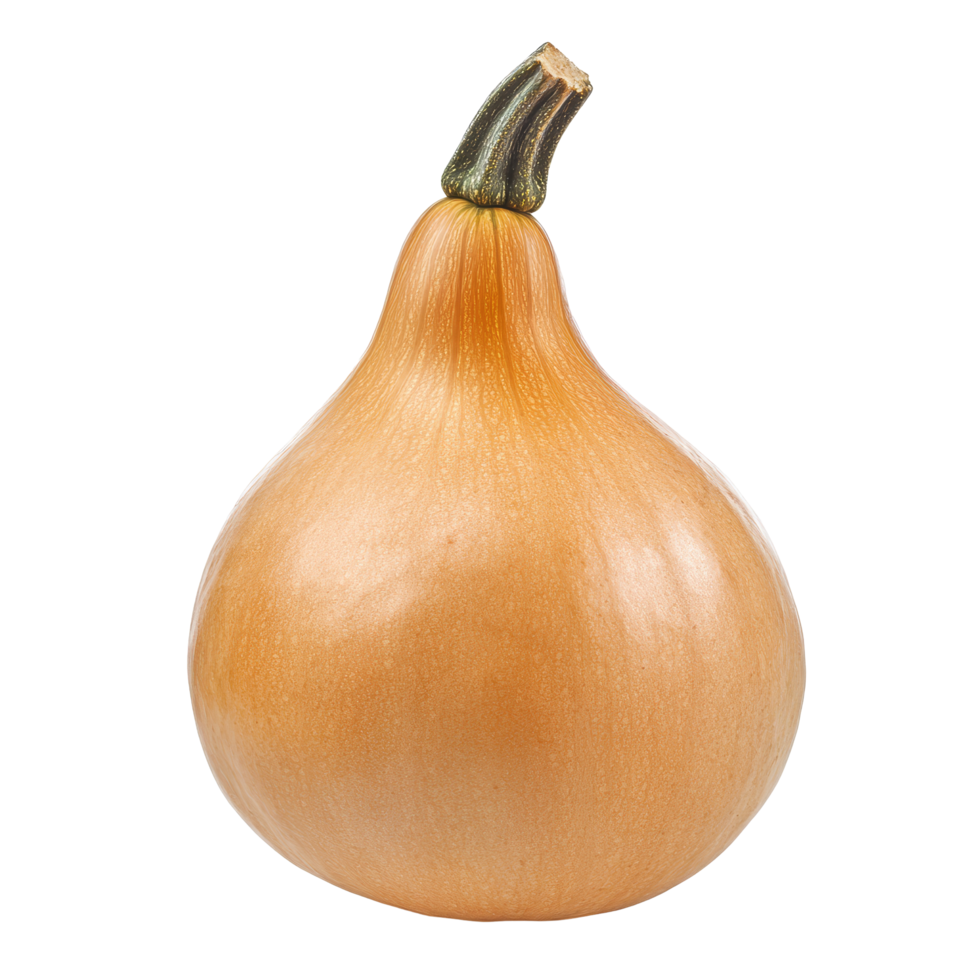 Butternut squash isolated on a transparent background showcasing its smooth texture and vibrant color, butternut squash isolated on transparent background png