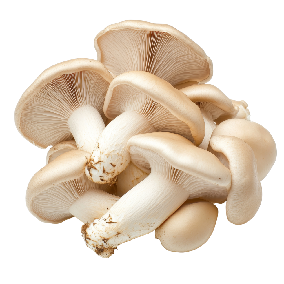 Oyster mushroom cluster featuring creamy caps and delicate gills on a transparent background, Oyster Mushroom Cluster on transparent background png