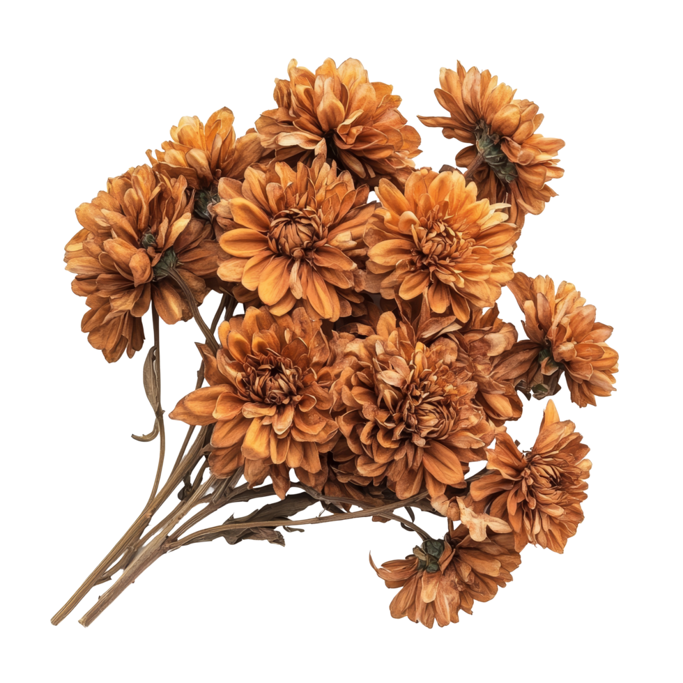 Dried chrysanthemum flowers arranged naturally against a clean transparent background for decorative use, dry chrysanthemum flowers isolated on transparent background png
