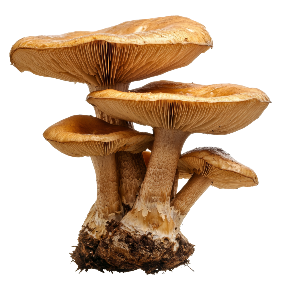 Mushrooms growing on a transparent background showcasing their unique shapes and textures in natural light, Mushrooms on transparent background png