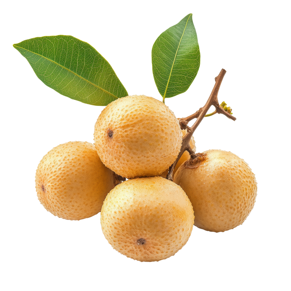 Fresh longan fruit with green leaves isolated on a transparent background highlighting its natural beauty and texture, fresh longan isolated on transparent background png