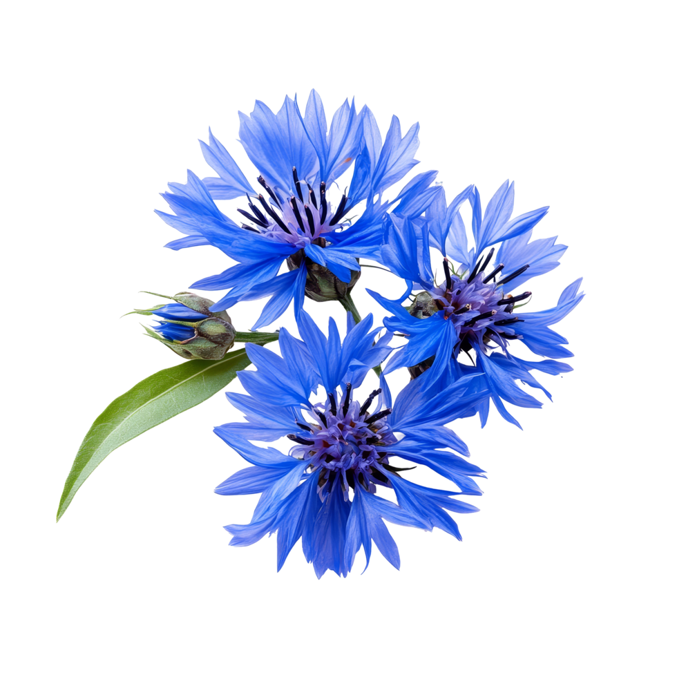 Beautiful medicinal cornflower arrangement with vibrant blue petals and green leaves on a clean transparent background, Medicinal cornflower on a transparent background png