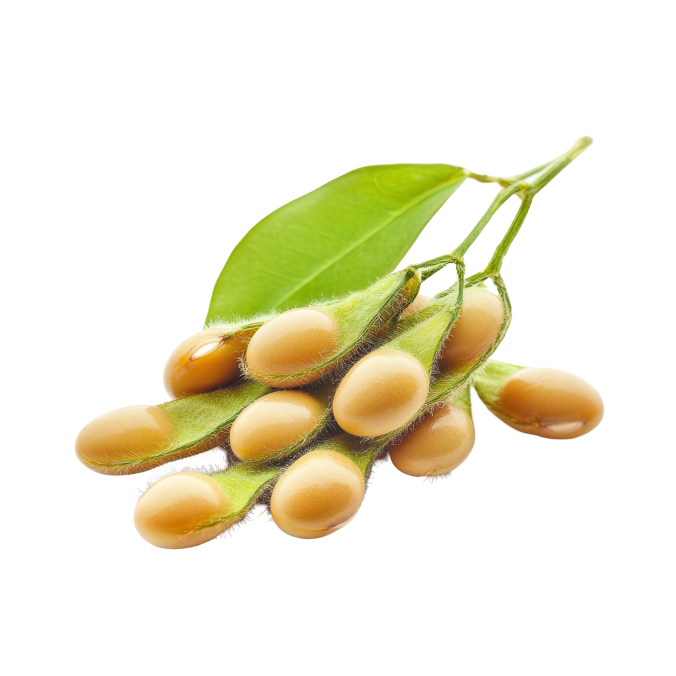 Fresh soybean pods with leaves isolated on a transparent background showcasing their natural color and texture, Soybean isolated on transparent background png