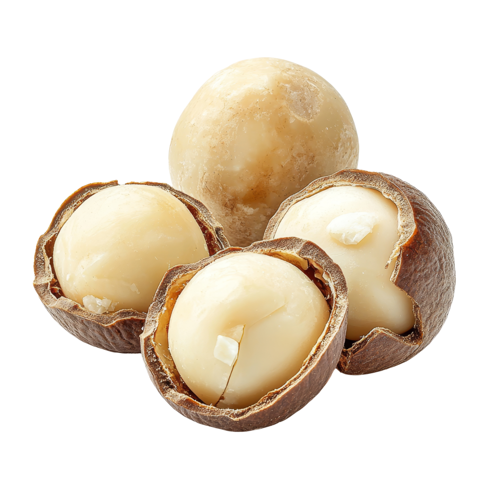 Freshly harvested macadamia nuts arranged on a clean transparent background showcasing their unique textures and colors, fresh macadamia nut on transparent background png