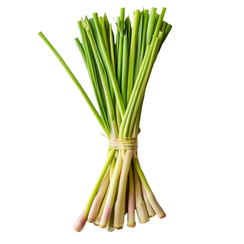 Fresh lemongrass bundle with green stalks and pale bases on a transparent background for culinary use and decoration, slice lemongrass on transparent background png