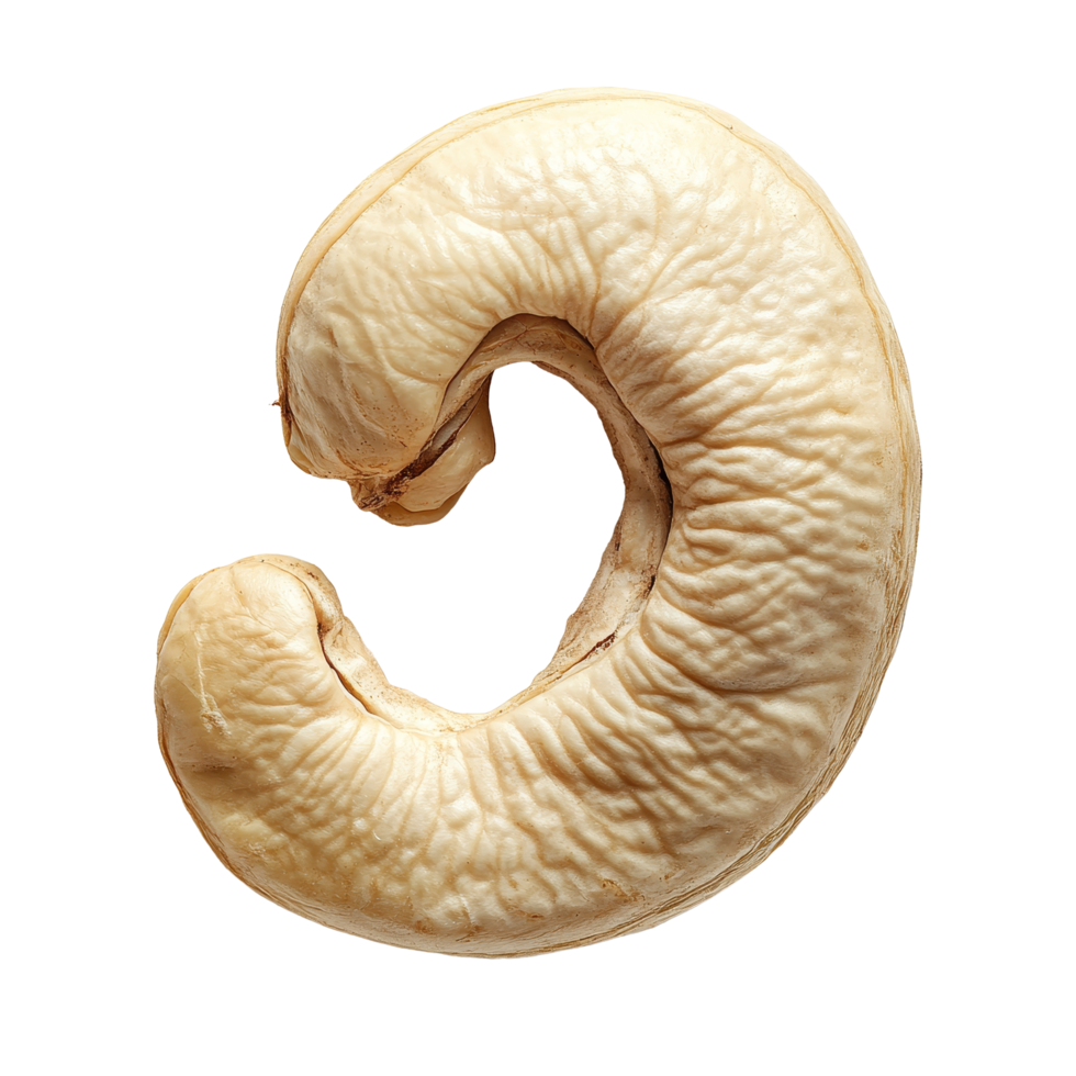 Cashew nut displayed on a clean transparent background showcasing its unique curved shape and texture, ideal for culinary presentations, cashew nut on transparent background png
