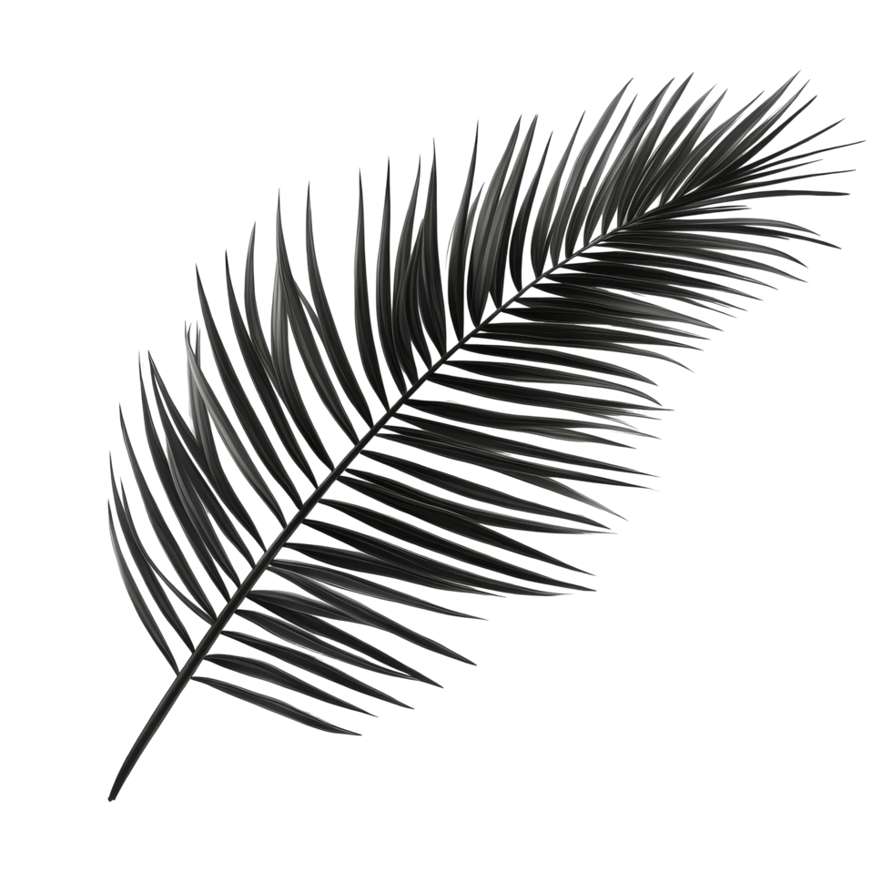 Tropical black palm leaf isolated on transparent background for design and decoration purposes, tropical green palm leaf tree isolated on transparent background png