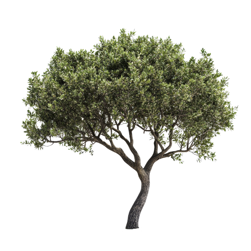 An isolated green tree with lush leaves against a transparent background highlighting its graceful shape and form, tree isolated png