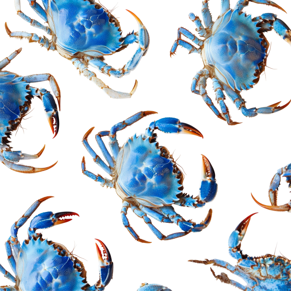 Colorful blue swimming crabs arranged on a transparent background showcasing their vibrant features, Blue Swimming Crabs on transparent background png