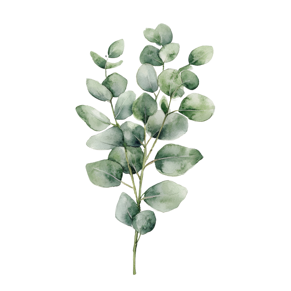 Delicate watercolor eucalyptus plant arranged on a clean transparent background, perfect for home decor and design inspiration, eucalyptus plant on a transparent background png