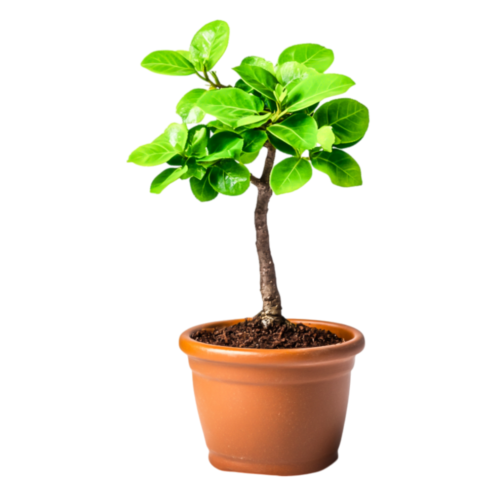 Small Potted Plant with Green Leaves in Clay Pot on png