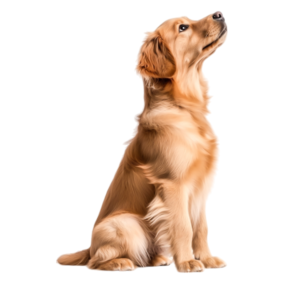 Beautiful Golden Retriever Sitting Gracefully in Profile View png
