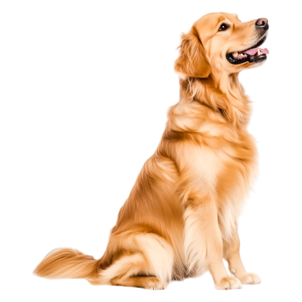 Golden Retriever Dog Sitting with Happy Expression and Fluffy Coat png