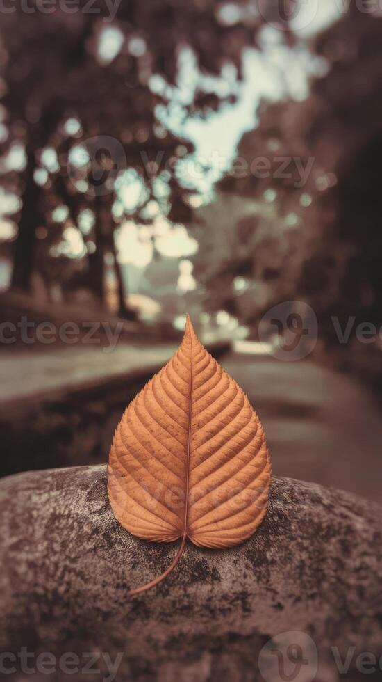 A single leaf on a rock in front of a river photo