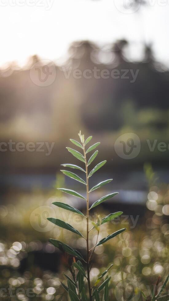 A plant in the foreground with the sun in the background photo