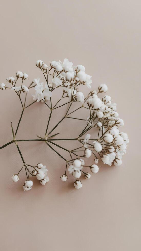 Gypsophila branch on a pln beige background copy space photo