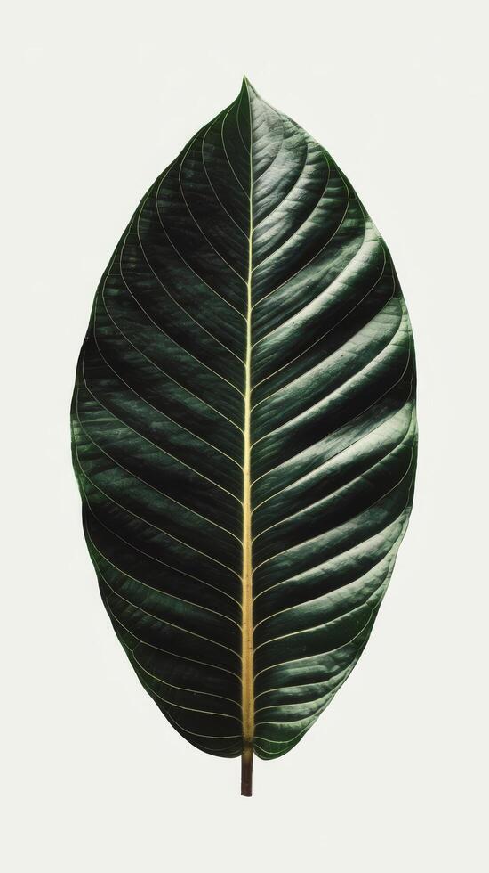 Bodhi leaf isolated on white background photo