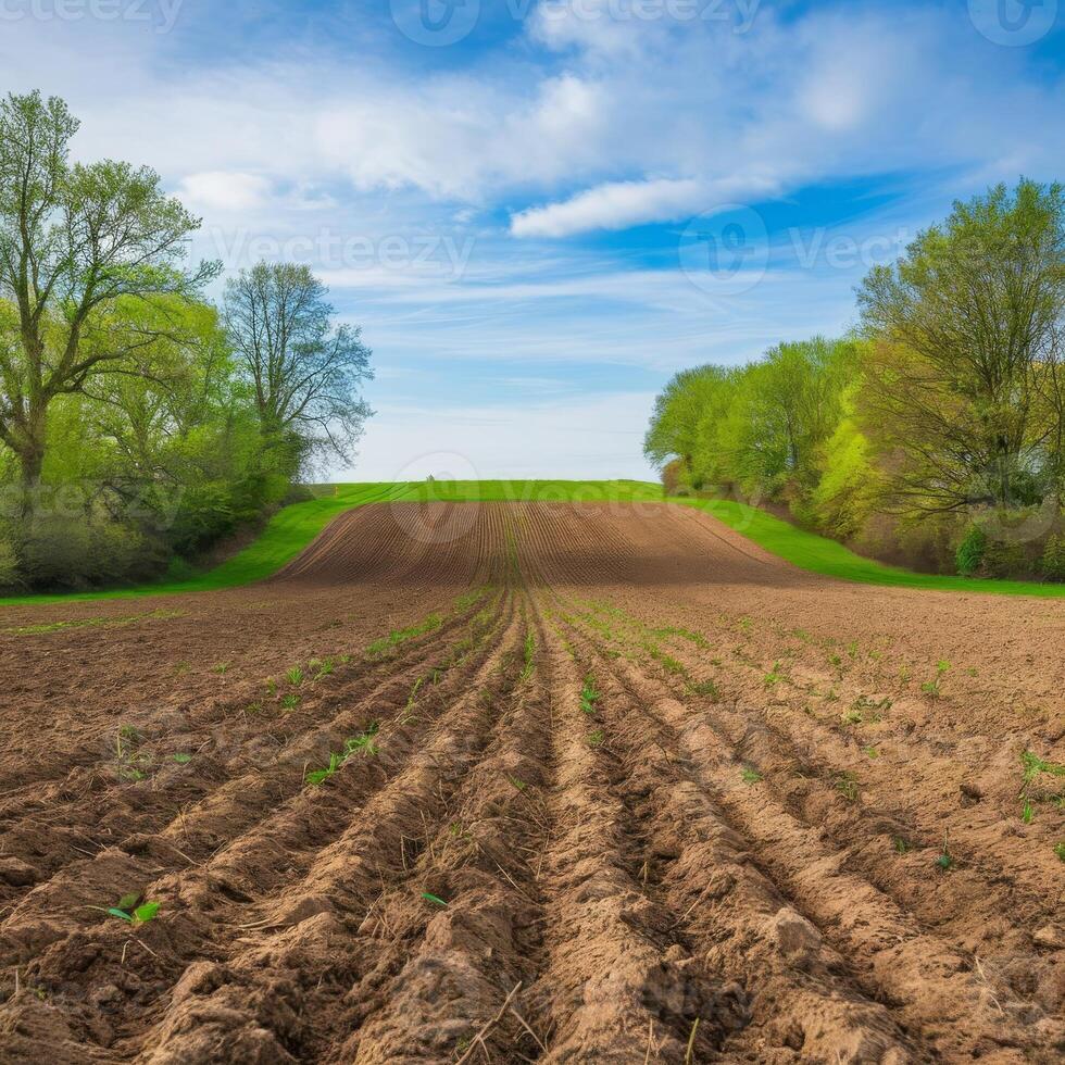 A field with plowed soil and trees photo