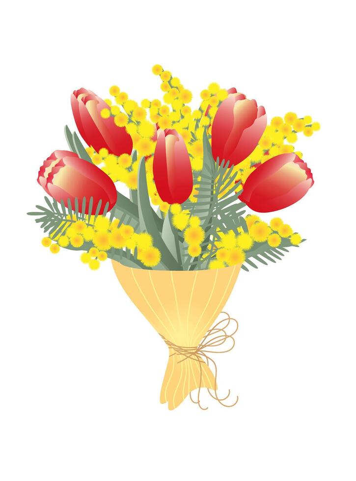 Bouquet of spring red tulips and mimosa isolated on white background. Design for postcards on Valentines Day, Womans Day, Mothers Day, birthday. vector