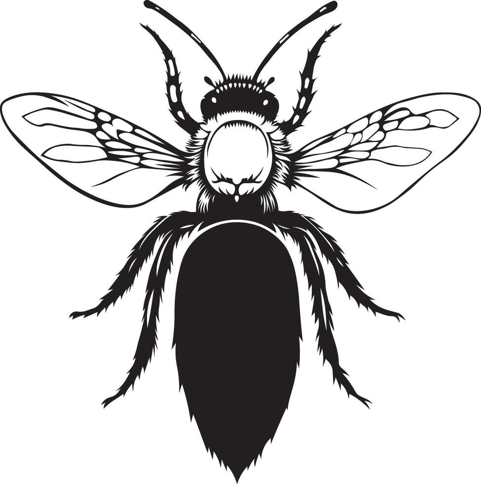 Engraving illustrations of honey bee on white background vector