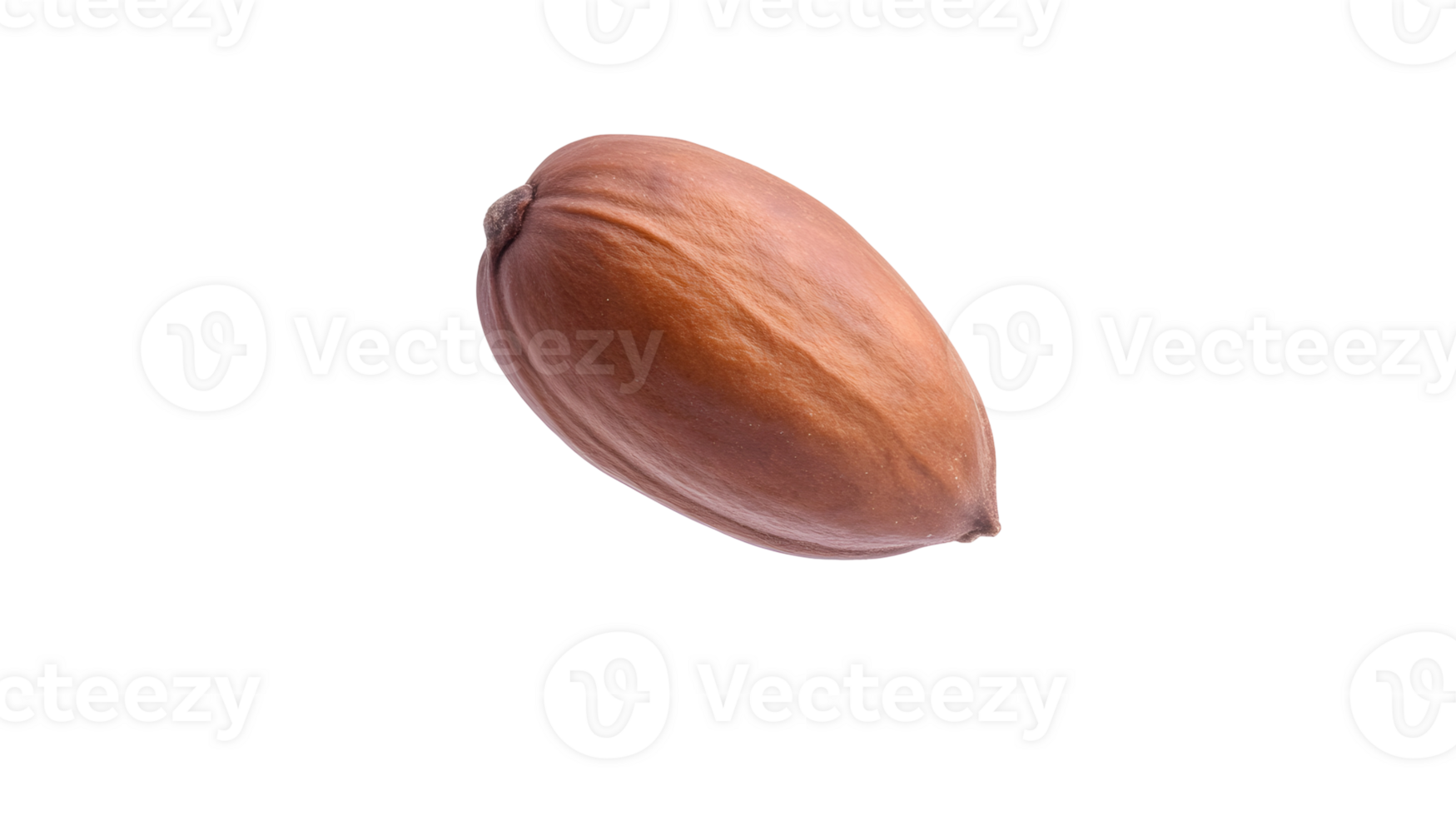 Detailed close up studio shot displaying a single isolated nutmeg whole seed png