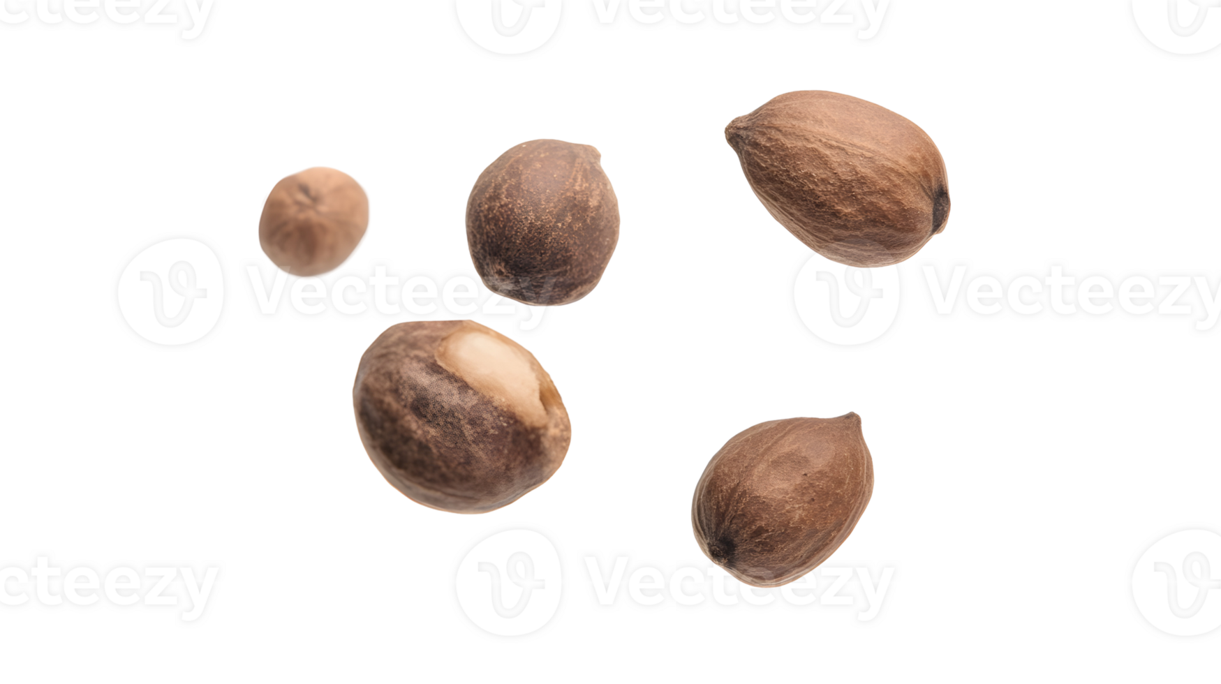 Studio shot showcasing an aromatic spice brown nutmegs on transparent background for culinary projects png