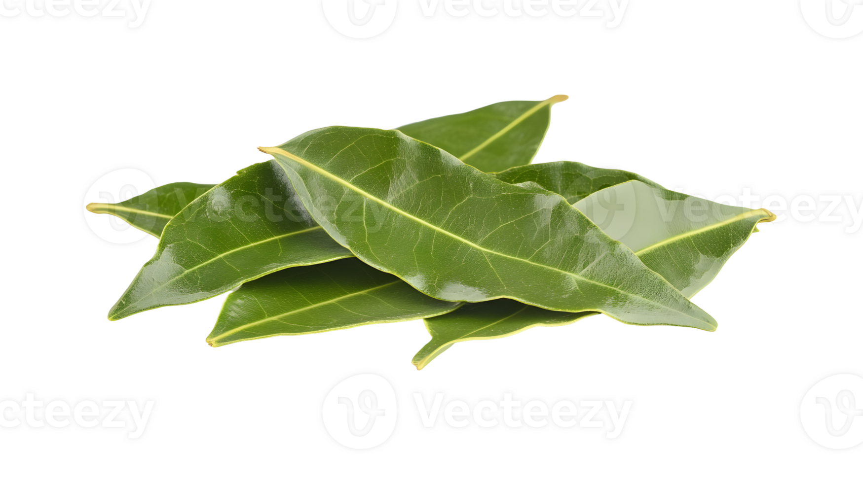 Pile of fresh bay leaves, aromatic culinary herbs, ingredient for cooking and seasoning png