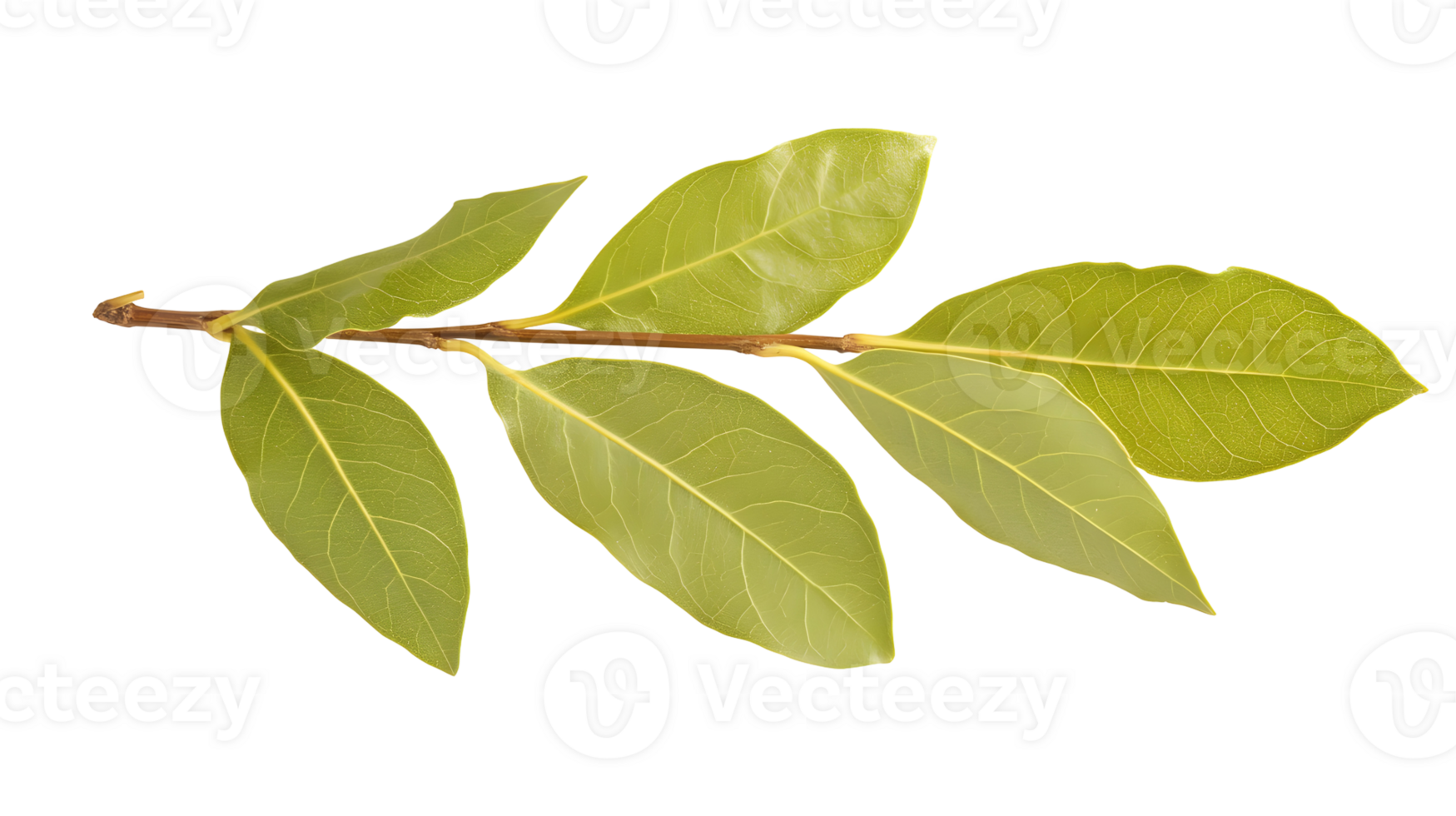 Aromatic Bay Leaves Isolated for Culinary Use and Flavor Enhancement on Transparent png