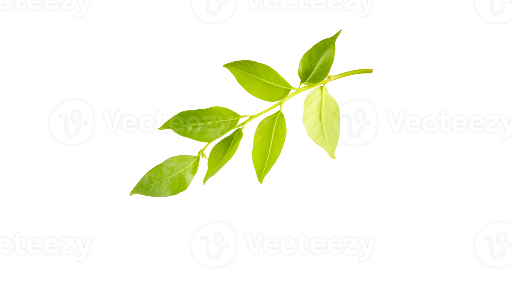 Isolated aromatic curry leaves showcasing their vibrant green color and unique texture png